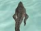 Mchezo Crocodile Simulator Beach Hunt online