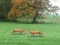 Mchezo Hunted Fox online