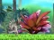 Mchezo King Julien: Schnapp' die Krone online