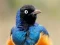 Mchezo Animal Puzzle: Wildlife & Logic online