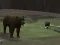 Mchezo Bear Den online
