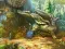Mchezo Notes from Fantasy Forest online