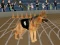 Mchezo Crazy Dog Racing Fever online