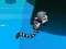 Mchezo Jungle Jump online