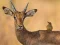 Mchezo Wild Deer Jigsaw online
