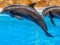 Mchezo Sea Dolphin Jigsaw online
