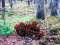 Mchezo Bernati Forest Adventure online