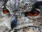Mchezo Wild owl Jigsaw online
