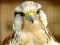 Mchezo Gyrfalcon Jigsaw online