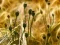 Mchezo Poppy Bud Jigsaw online