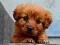 Mchezo Puppy Puzzle online