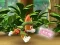 Mchezo Paw Patrol: Tracker's Jungle Rescue online