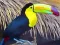 Mchezo Toucan Bird Jigsaw online