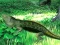 Mchezo Lizard Forest Escape online