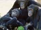 Mchezo Funny Chimpanzee Jungle Escape online