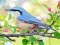 Mchezo Hidden Spots Birds online