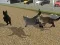 Mchezo Run Cat Cat Race online
