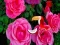 Mchezo Precious Rose Escape online