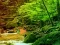 Mchezo Peaceful Rainbow Forest Escape online