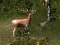 Mchezo Sniper Hunting Deadly Animal online