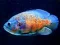 Mchezo Tiger Fish Jigsaw online