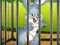 Mchezo Rabbits Carrot Conundrum online