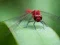 Mchezo Dragon Fly Jigsaw online