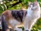 Mchezo Rotate Puzzle - Cats and Dogs online