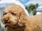Mchezo Labradoodle Jigsaw online