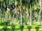 Mchezo Rescue Tasmanian Tiger online