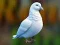 Mchezo Realistic Pigeon Rescue online