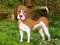 Mchezo Flower Garden Dog Escape online