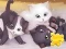 Mchezo Jigsaw Puzzle: Playing Cats online