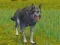 Mchezo The Wolf: Wild Animal Simulator online