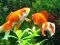 Mchezo Blue Fish Escape online