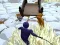 Mchezo Odo vs Murasakino online