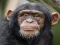 Mchezo Chimpanzee Jigsaw online