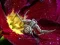 Mchezo Crab Spider Jigsaw online
