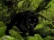 Mchezo Escape from Black Panther Forest online