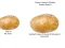 Mchezo Potato Construct 2 Edition online