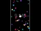 Mchezo Pop Ball online
