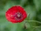 Mchezo Poppy Nature Flower Jigsaw online