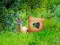 Mchezo Return To Alsunga Forest online