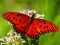 Mchezo Nature Jigsaw Puzzle Butterfly online