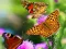 Mchezo Butterfly Slide online