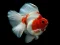 Mchezo Gold Fish Jigsaw Puzzle online