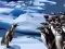 Mchezo Penguins Slide online