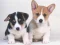 Mchezo Cute Puppies Puzzle online