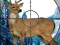 Mchezo Sniper Stag Hunter online