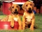 Mchezo Puppy Pairs Puzzle online